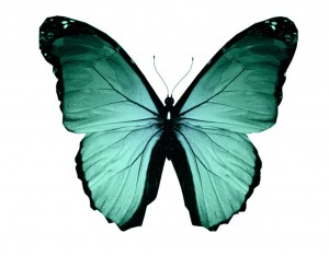vlinderlogo